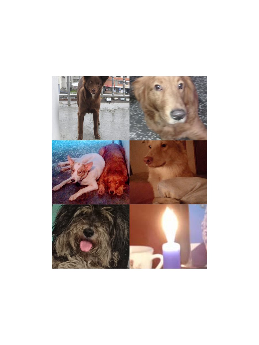 terremoto67's tweet photo. Amiguito partiste de una manera muy triste, nosotros te ponemos está luz para que llegues pronto al cielo de los perritos. https://t.co/ji3LX37iWb