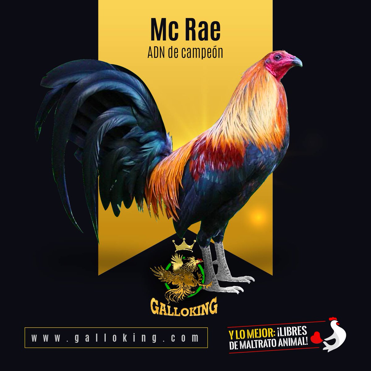🐓 #GalloKingCoin #GalloTraining #GalloLinaaje #GalloFight #GalloFight #Gamefowl