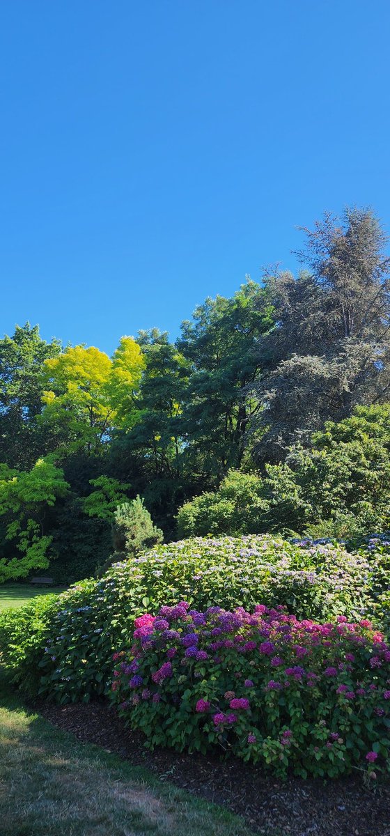 🌸 Tree Girl 🌸《TYR》 tweet media