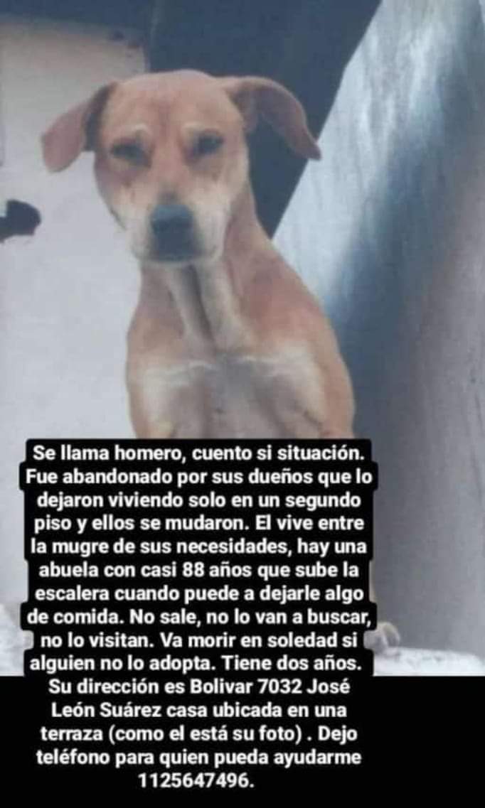 Tabyta201's tweet photo. 🔴LA TRISTE HISTORIA DE HOMERO. Lo dejaron abandonado en una terraza. Una señora de 88 años le sube cuando puede comida. Vive en soledad, con frío, con calor, con lluvia, con soledad. ALGUIEN que pueda ayudar a Homero!!!
1125647496 https://t.co/rVYx0a9Lab