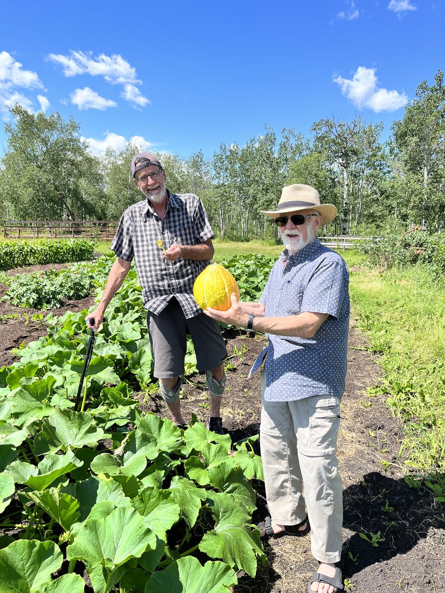 rbaschak's tweet photo. John O with baby squash, Richard out pollinating the female blossoms he finds. https://t.co/Rxw5wczZlc