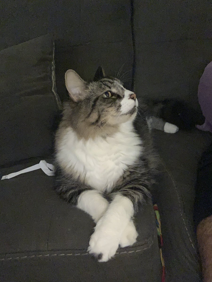 JasonD_086's tweet photo. Mr Max #kitty #kittycat #dapper #maxipad #maaaaxxxxxx #grumpy #grumpycat #CatsOfTwitter https://t.co/d3rsg6RGYx