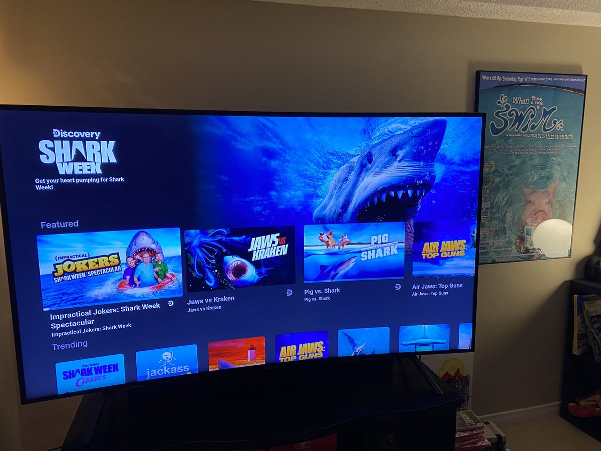ByTRTodd's tweet photo. Ready to rumble. @SharkWeek @discoveryplus #pigVSshark #SharkWeek #sharks https://t.co/unsiQaY7uL