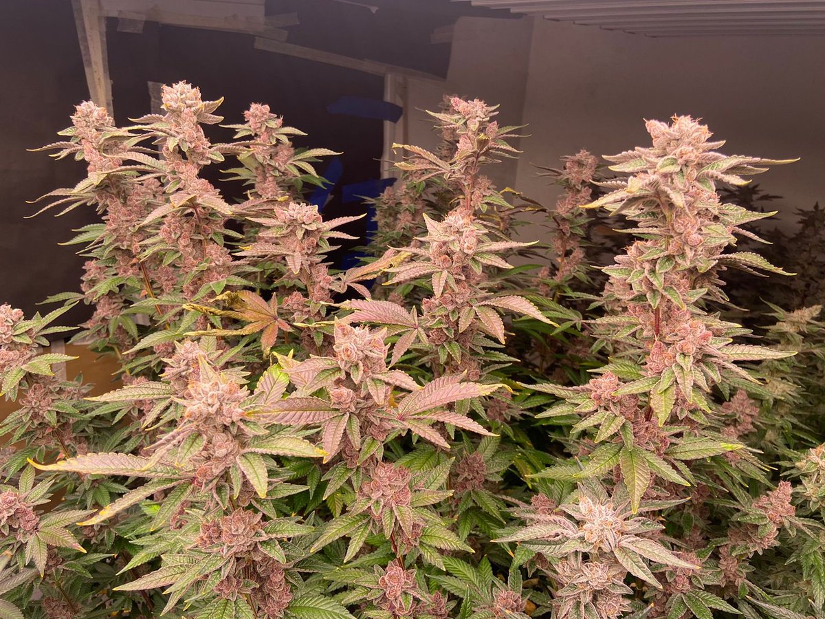 Rkiemseeds's tweet photo. FANCY DONROUCH 🖤®️🖤
watermelon 🍉 skittles x tropicanna cookies 🍪 una locura su cadena de terpenos!! Una auténtica joya 💎 que saldrá a la venta en Septiembre 2022. https://t.co/GxHSiNiv9P