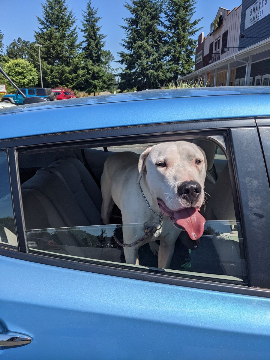 Thanks Nisqually Vet and Port Hadlock Vet for helping me track down this sweet, lost girl's family today. It took some detective skills!
