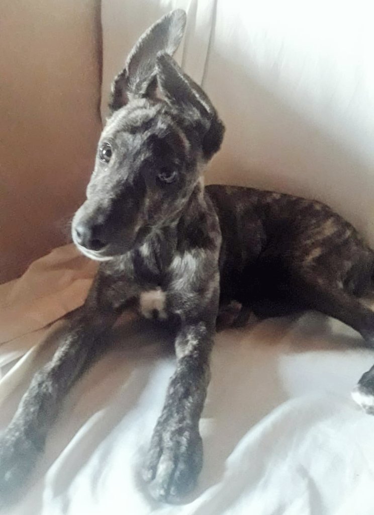 Suki🦓 3m, en adopción responsable, con cuestionario, entrevista y seguimiento de por vida, solo si querés asumir el compromiso de usar chapita día y noche, pasear con collar y correa, completar plan sanitario y  castración temprana, e integrarla en tu hogar, tu presente y futuro
