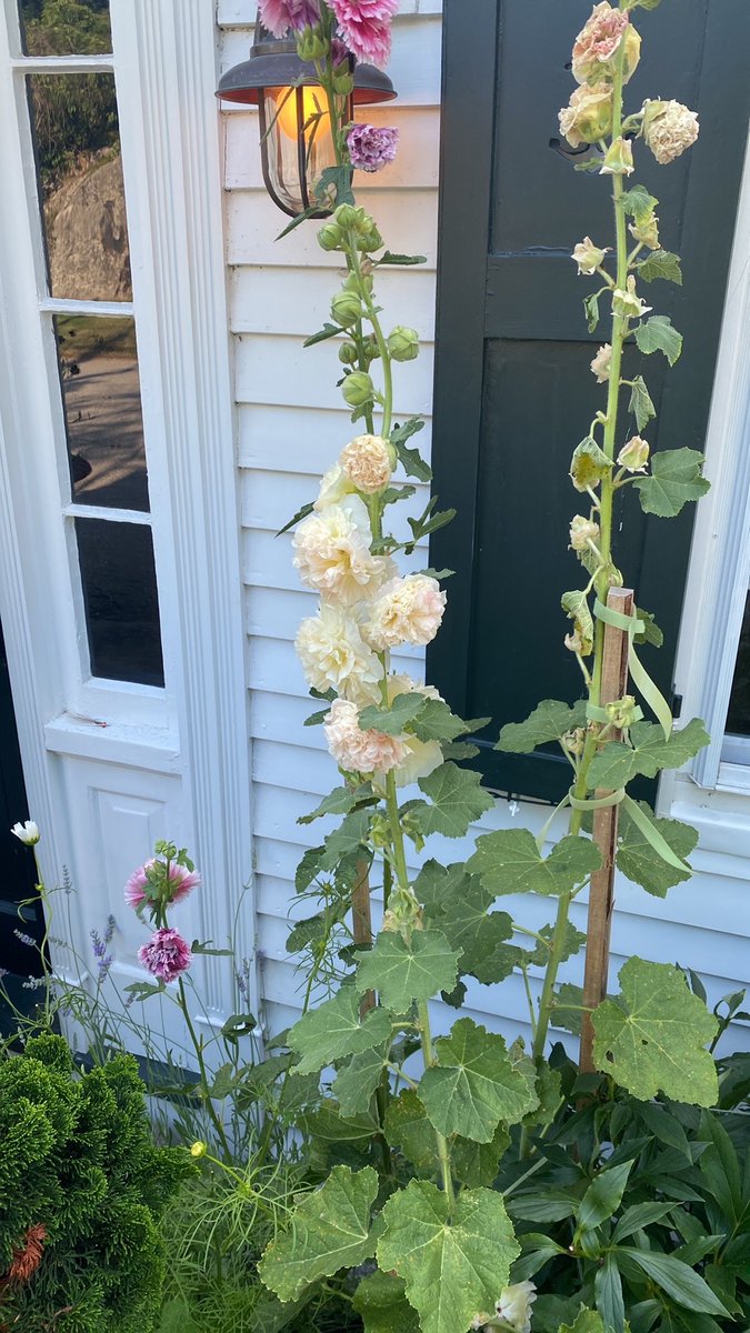 Lauren Groff tweet media