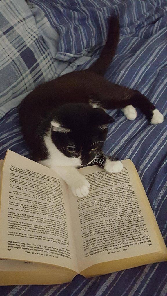 softdeIicacy's tweet photo. shhh they are reading. https://t.co/YPSE06CplO