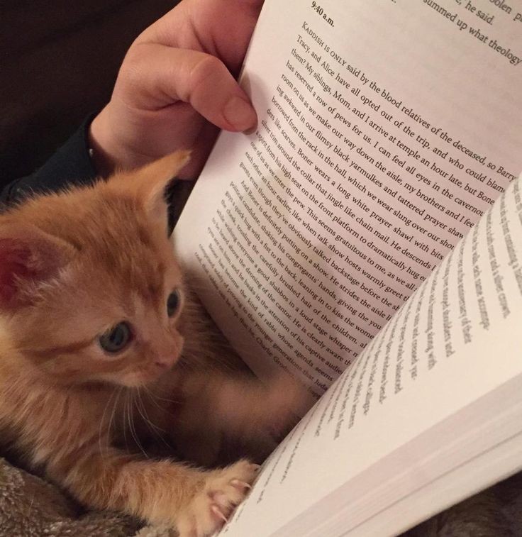 softdeIicacy's tweet photo. shhh they are reading. https://t.co/YPSE06CplO