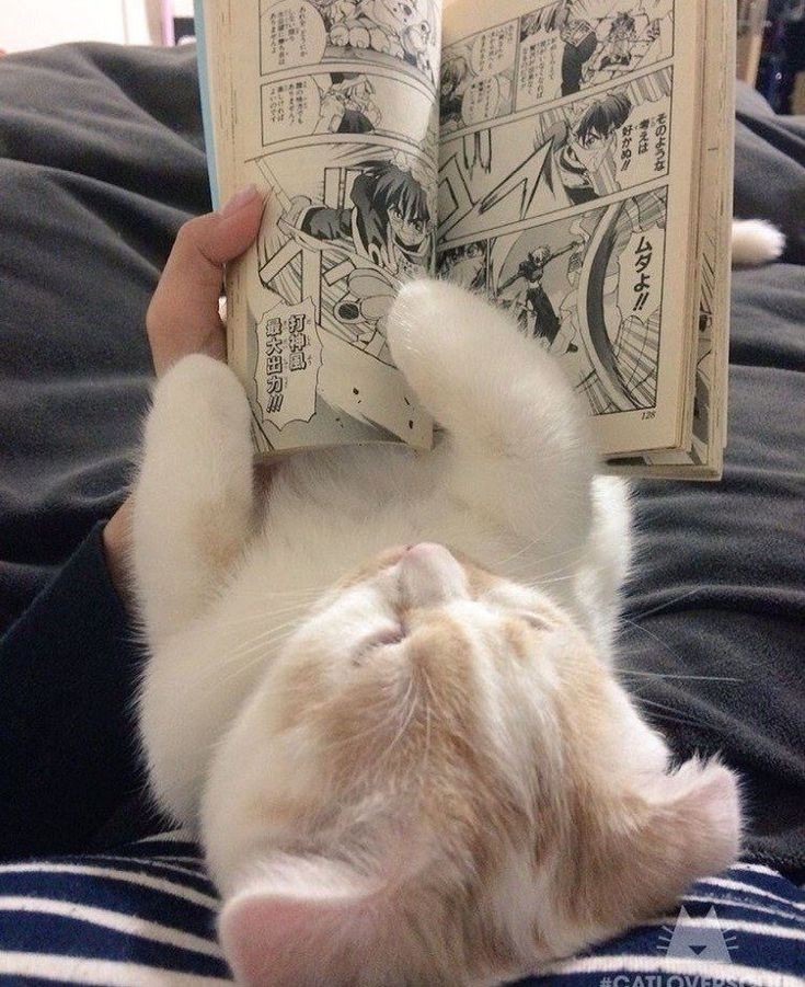 softdeIicacy's tweet photo. shhh they are reading. https://t.co/YPSE06CplO