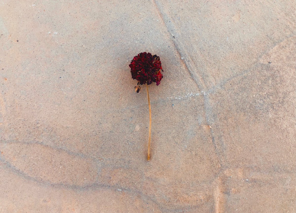 adeebosamaelbar's tweet photo. #Flower https://t.co/LoYDbgKB41