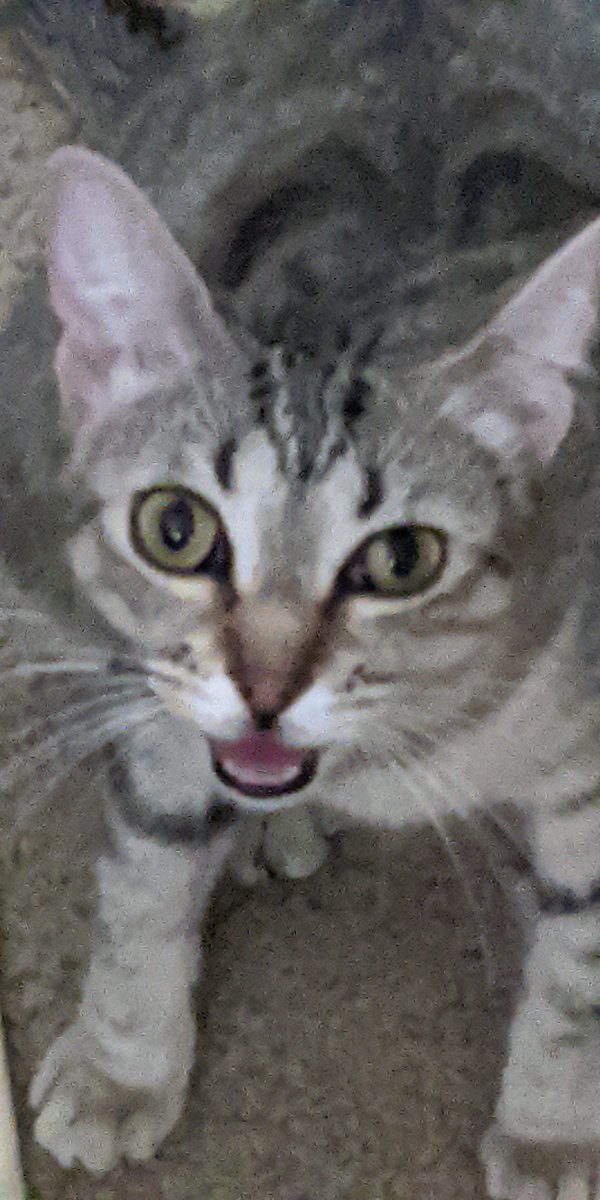 GusLipkin's tweet photo. I just woke up to my cat licking my hair. I'm mildly annoyed at being woken up, but very honored that she thinks I'm worth the effort. https://t.co/zmyGWG5anP