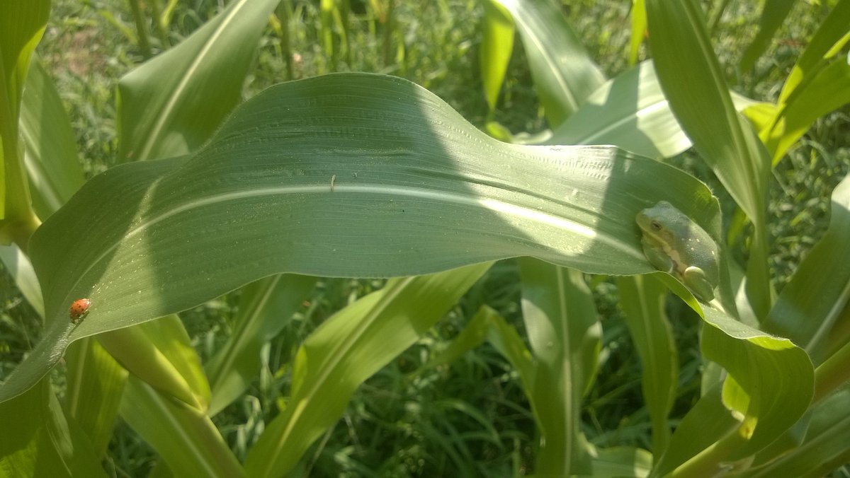 A frog and a ladybug.