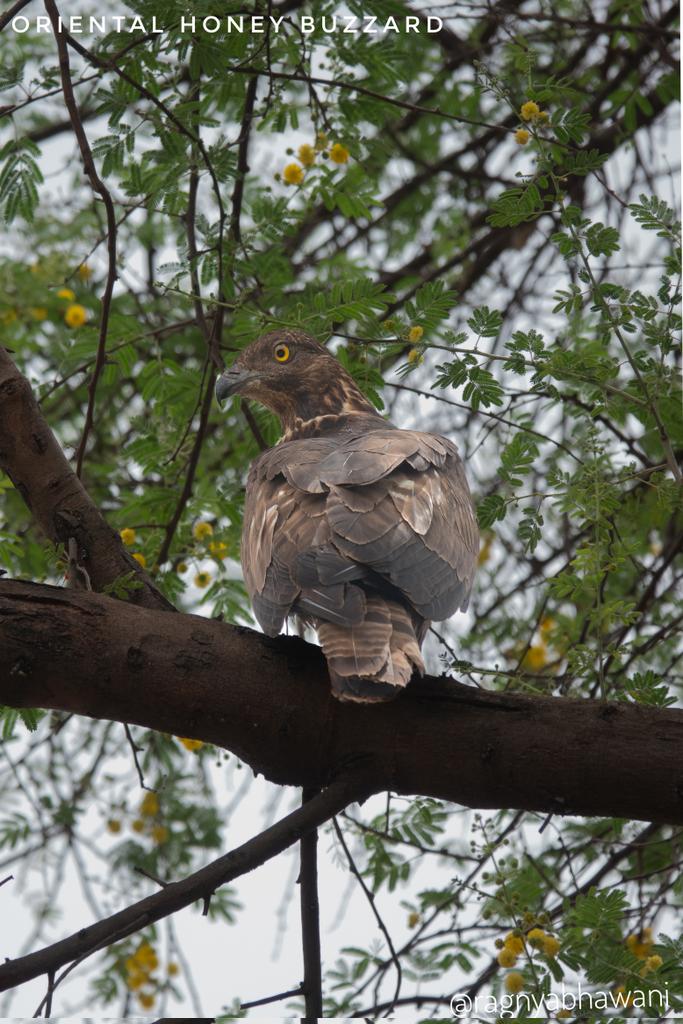 The crested honey buzzard (Pernis ptilorhynchus) is a bird of prey in the family Accipitridae.
#BrownBirds 
#IndiAves