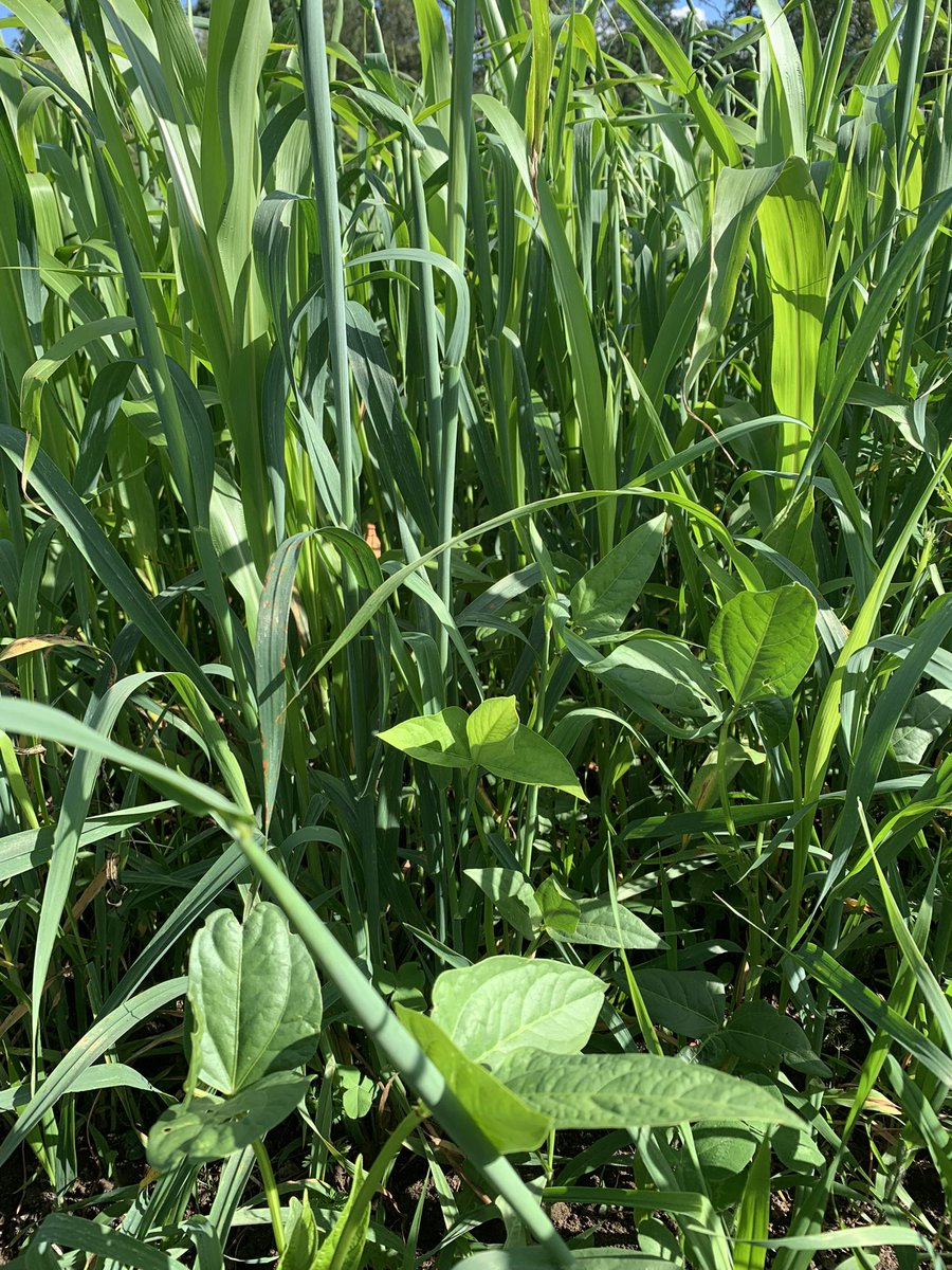 Variety is the spice of life!!  I think the cows are going to like this diverse mix. Sorghum, Teff grass, cowpeas, forage oats, berseem clover, sudangrass. #speareseeds