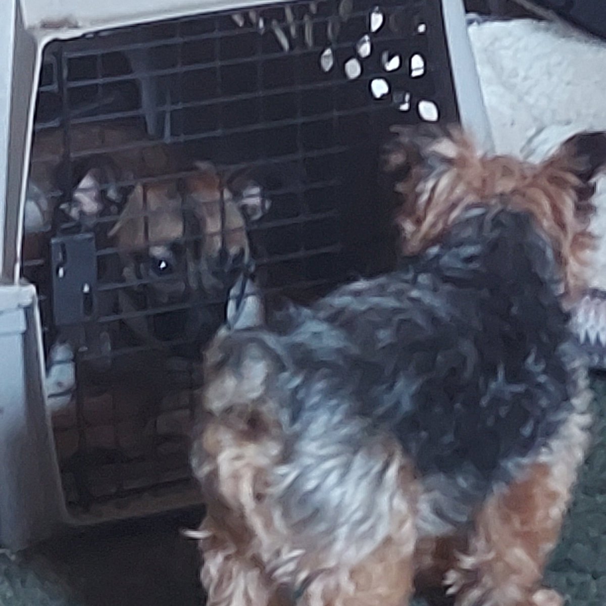 When the 3.5lb dog thinks he is in charge of the 14lb dog and you have to cage one to keep the bloodshed to a minimum.  
#alphamales #ughdogs #testosteronehell