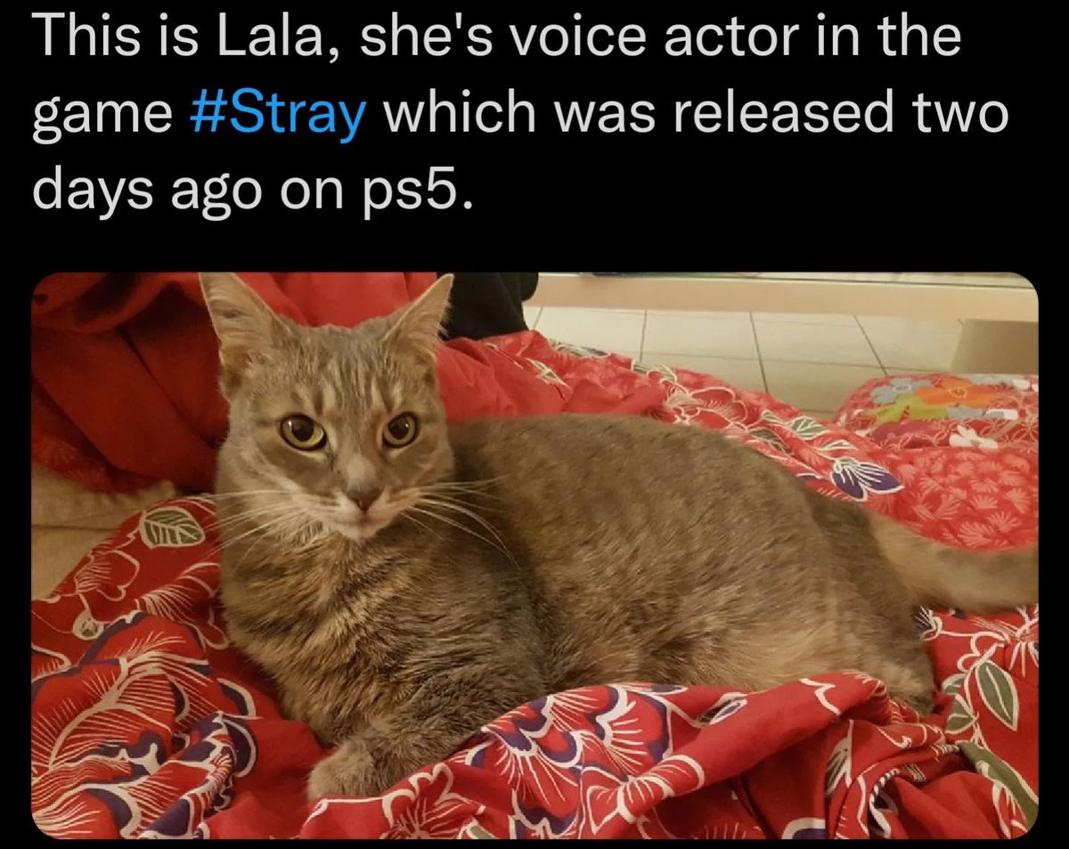 CatWAuthor's tweet photo. Obviously I'm very happy to provide proof of diagnosis. If I stick to the averages &amp; chemo, I have about a year left. I'm really hoping I get to see you in season 2 before then.
I have bad news for your co-star though, sadly he's been replaced as my celeb crush by Lala. Sorry.🤷‍♀️ https://t.co/Kqj3IloLFS