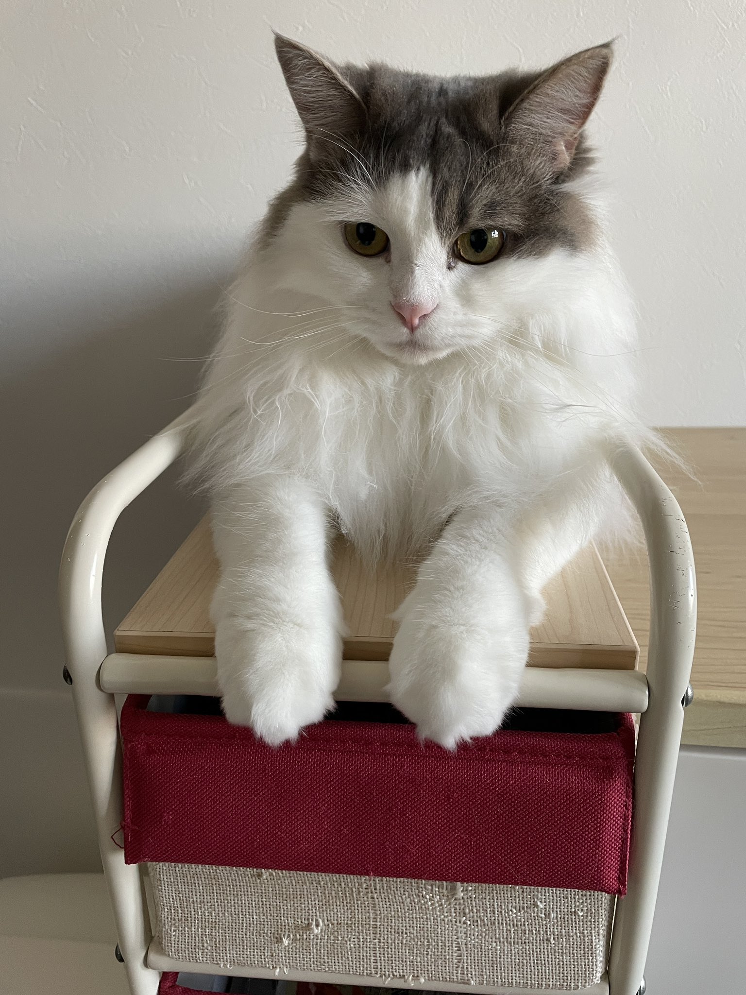 キララとレム この隙間がいいニャー 隙間猫 猫好きさんと繋がりたい 猫と暮らす 猫との生活 ねこ Catsoftwitter Cat T Co Xagjlqdqnx Twitter