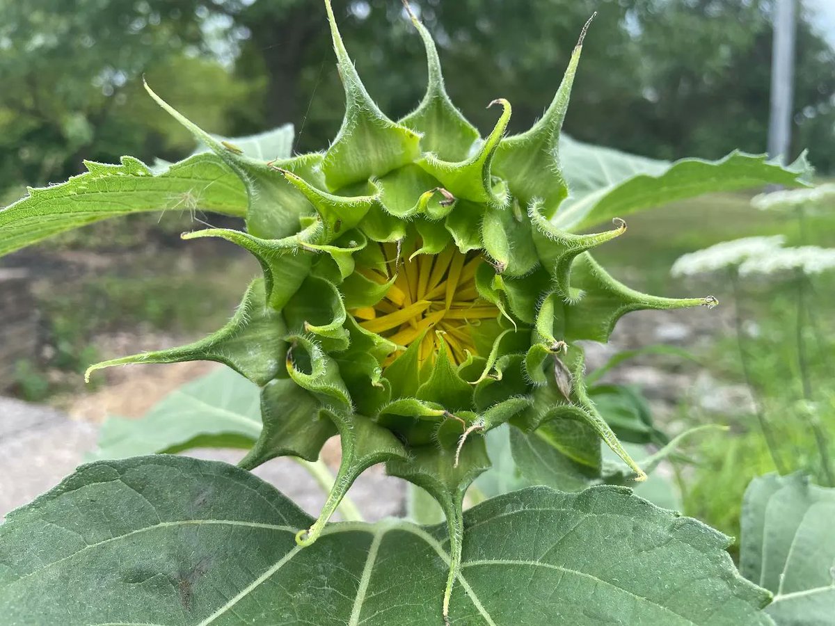 steve_elsner's tweet photo. Y17D353 #nothingbutflowers @clearwing_moth https://t.co/eAskk3PbnR https://t.co/rs1ukShDb5