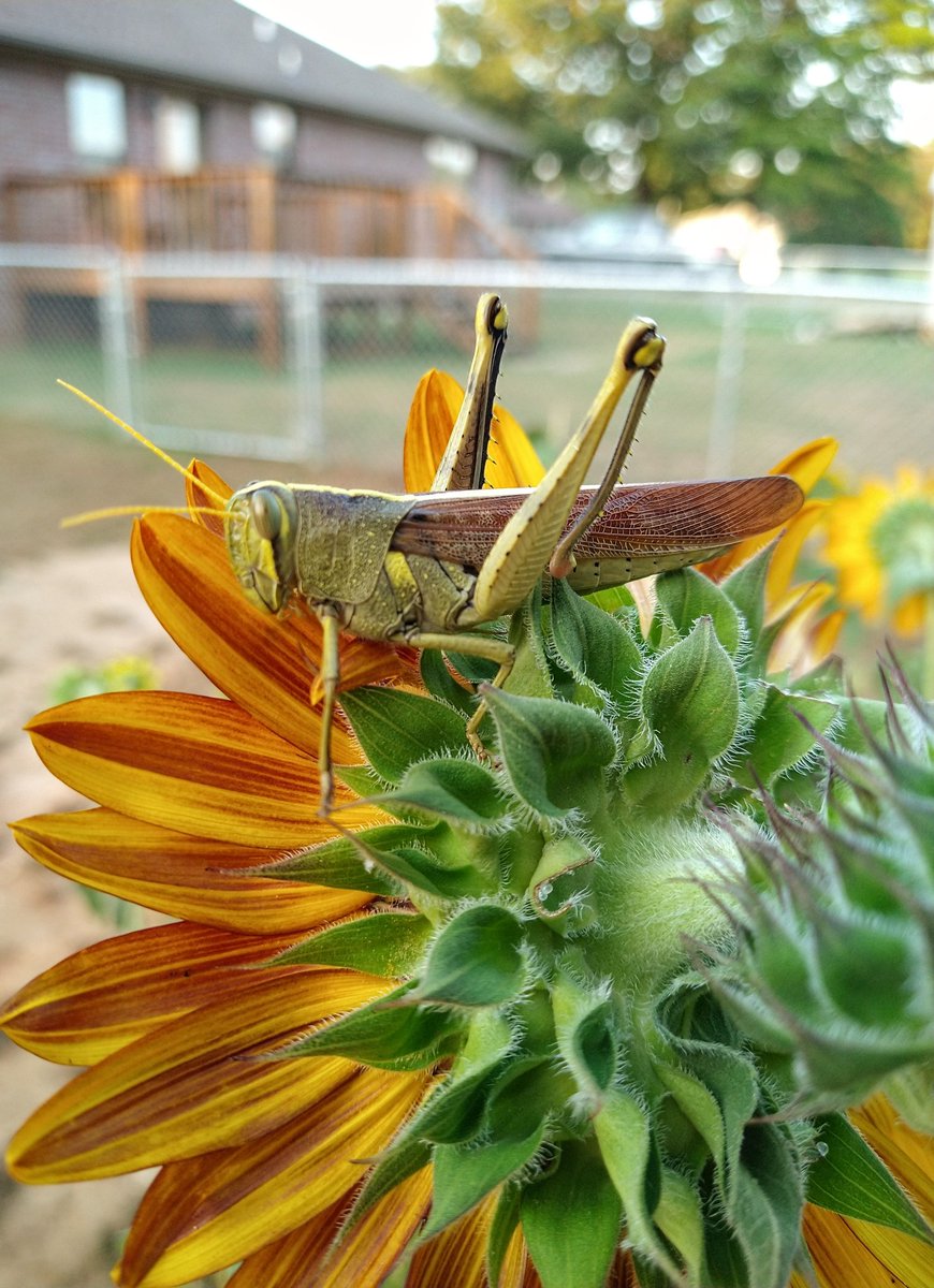 RachelRG's tweet image. Nature is beautiful... 
#GardeningTwitter 
#sunflower
#summertime