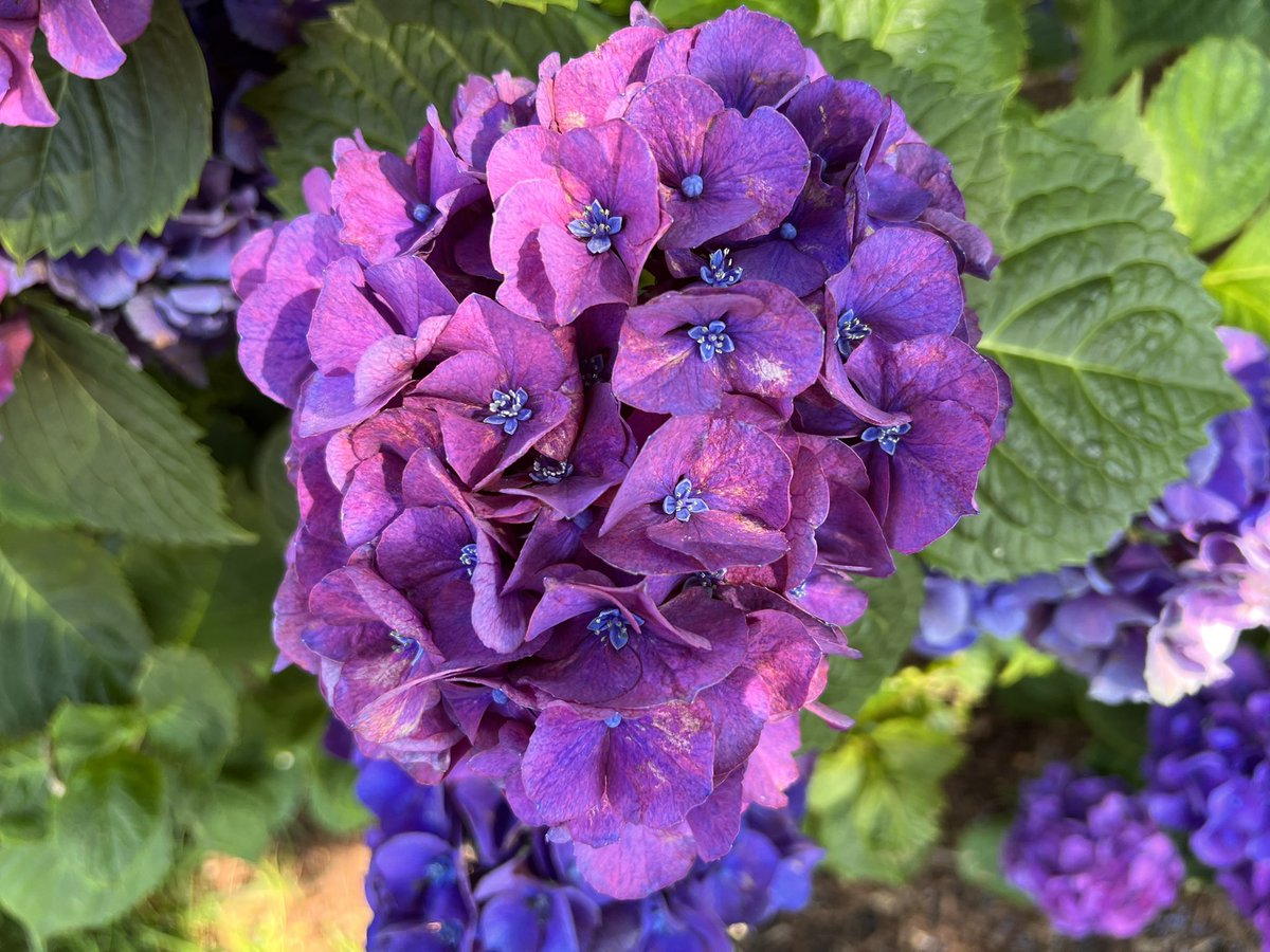 Check out the colors on this beautiful hydrangea. #eastwharf #madisonct #summervibeschallenge @Ellis50693317 @christinedemar @FopianoJoy @Celiawood18