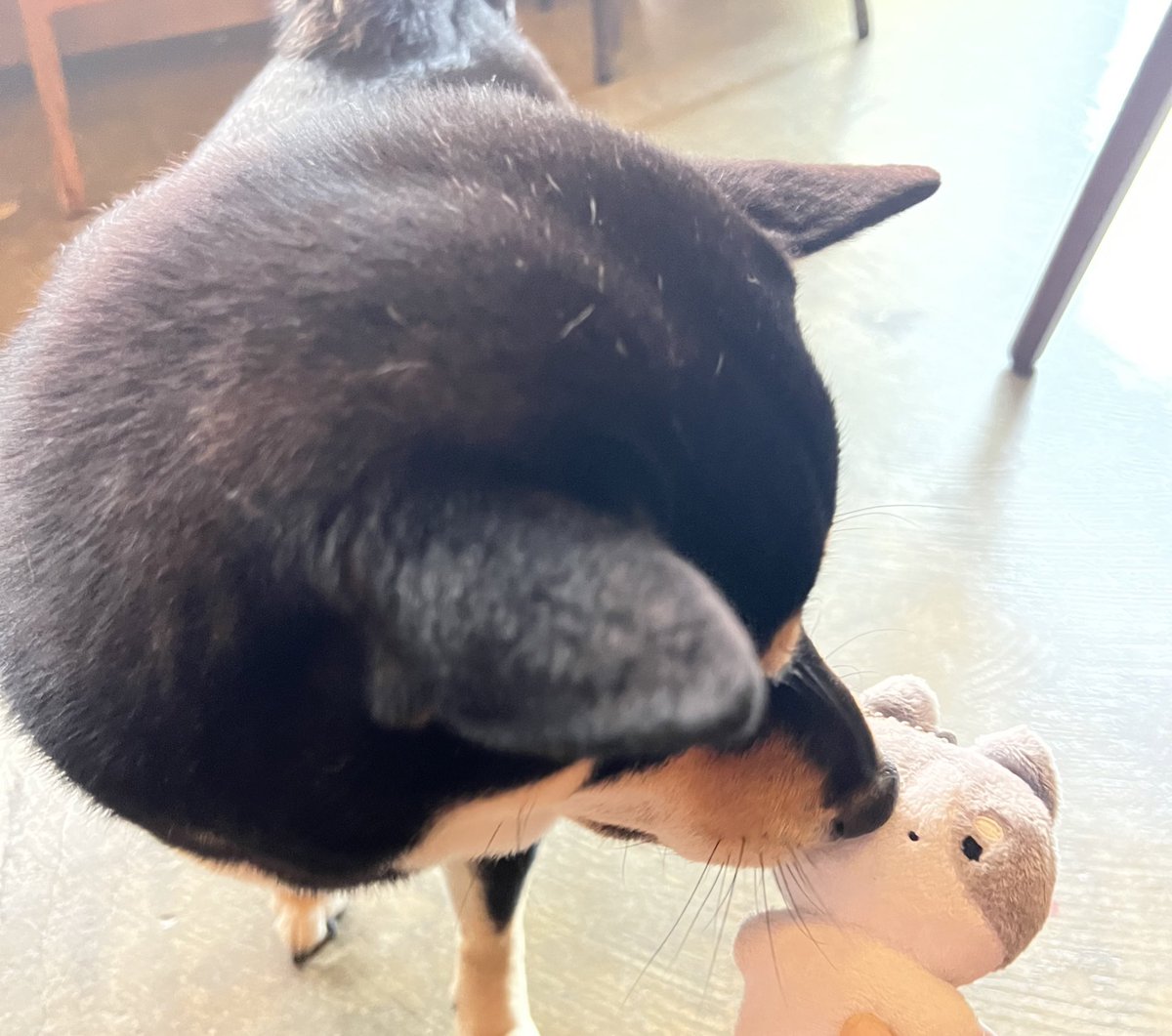 시바짱 쿠스키짱 36짱 이 셋의 만남 넘기엽죠오..