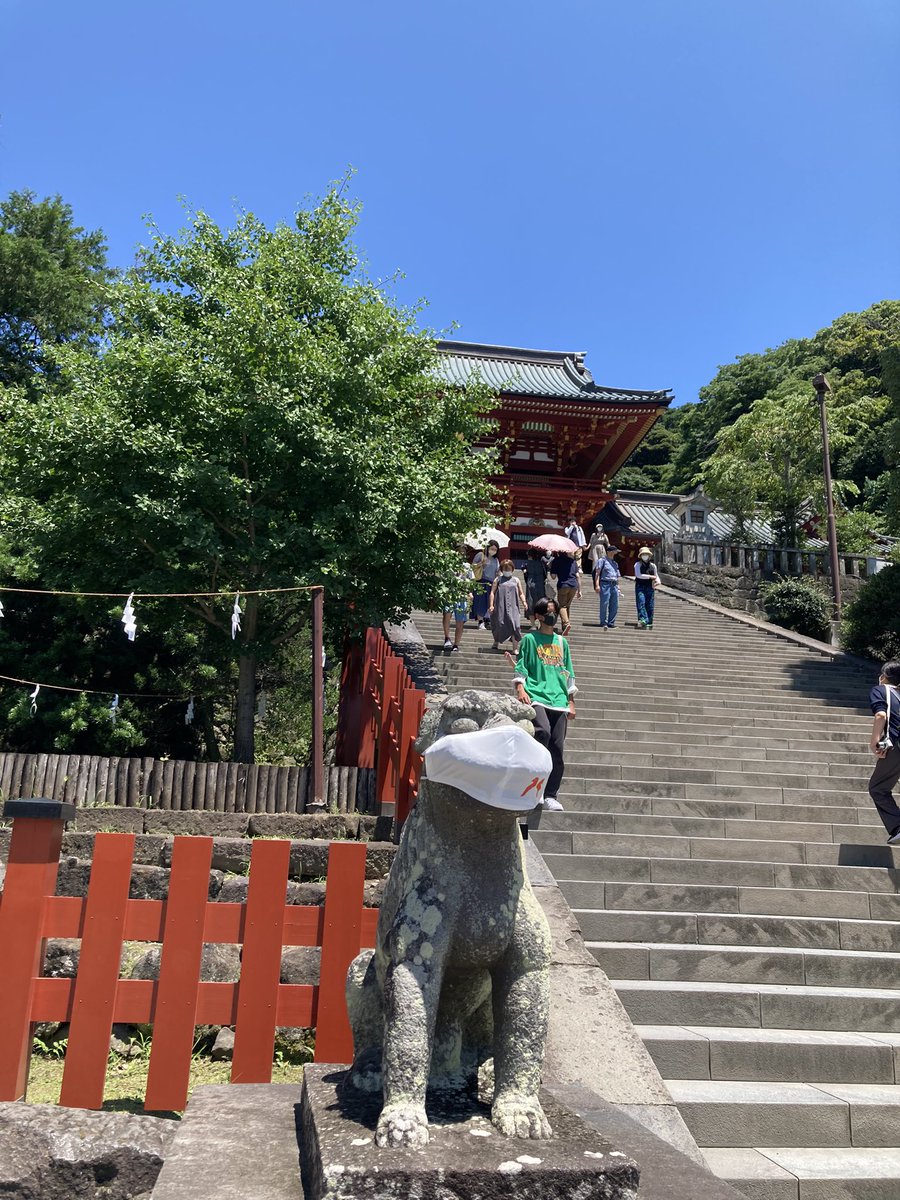 tamama4939's tweet photo. 先日の鎌倉 鶴岡八幡宮
階段の中程に銀杏の若木があり🌿階段下狛犬の横にモサモサとひこばえを生やした太い幹があります🌿 2010年に倒れた大銀杏から再生した若木の力強いこと🤗　人々の再生への願いと努力の結実を感じます🌿
今日も善き日を✨
#鎌倉　#鶴岡八幡宮　#銀杏 https://t.co/R8j3lu2Poi