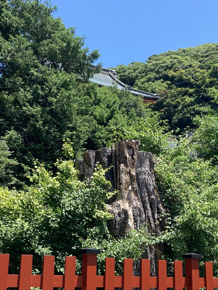 tamama4939's tweet photo. 先日の鎌倉 鶴岡八幡宮
階段の中程に銀杏の若木があり🌿階段下狛犬の横にモサモサとひこばえを生やした太い幹があります🌿 2010年に倒れた大銀杏から再生した若木の力強いこと🤗　人々の再生への願いと努力の結実を感じます🌿
今日も善き日を✨
#鎌倉　#鶴岡八幡宮　#銀杏 https://t.co/R8j3lu2Poi