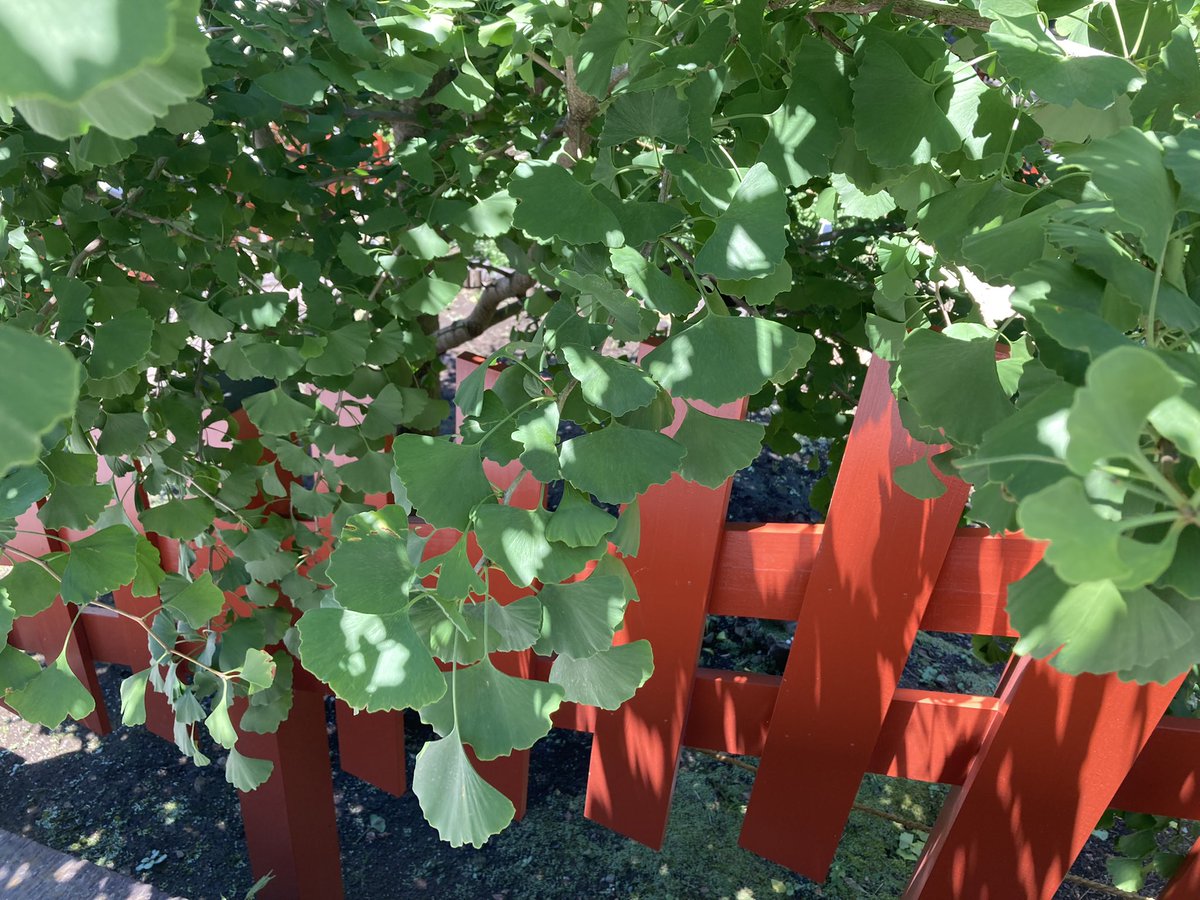 tamama4939's tweet photo. 先日の鎌倉 鶴岡八幡宮
階段の中程に銀杏の若木があり🌿階段下狛犬の横にモサモサとひこばえを生やした太い幹があります🌿 2010年に倒れた大銀杏から再生した若木の力強いこと🤗　人々の再生への願いと努力の結実を感じます🌿
今日も善き日を✨
#鎌倉　#鶴岡八幡宮　#銀杏 https://t.co/R8j3lu2Poi