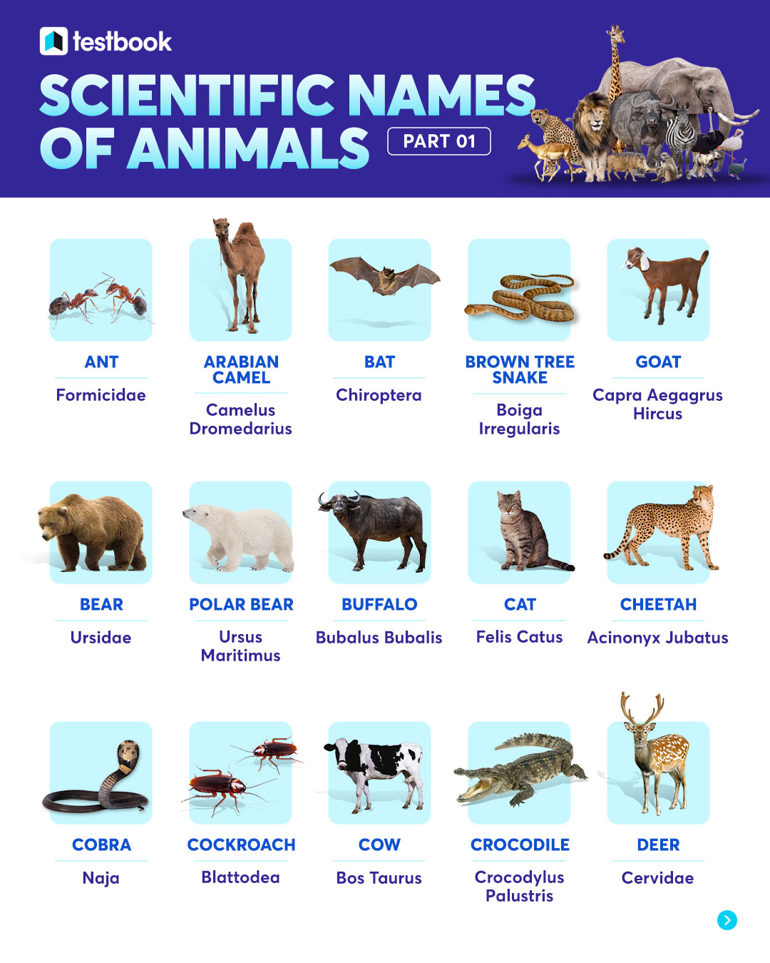 Uživatel General Knowledge for UPSC TSPSC na Twitteru: „Here 👇 👇 is the  list of Scientific names of Animals #Upsc #tspsc #kpsc #ktpsc #Animals  #ScientificNames (Data courtesy: testbook) /cvOQPkujwM“ /  Twitter