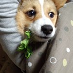 愛犬がキャベツを丸かじりしてる現場を発見 驚く飼い主 やべぇと思いつつやめられない犬 意外と好き Togetter