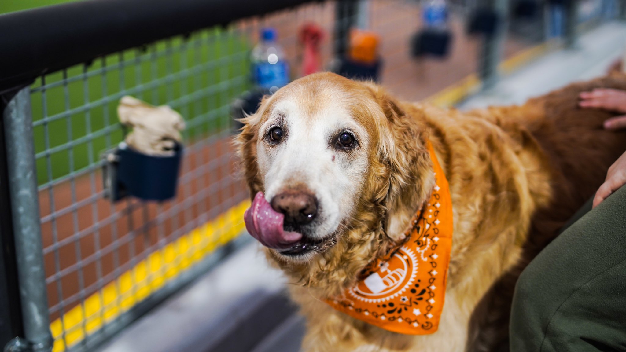 Nashville Sounds on Twitter "Tell me you just ate a hot hog at