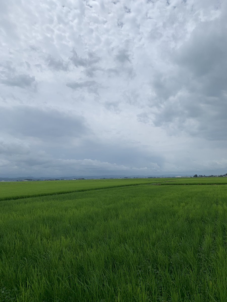 BCFORCE1's tweet photo. おはようございます🌾
7月27日 新潟市は☁️から晴れました☀️

無農薬栽培「凄米」
順調に育ってます☺️
ただ…それだけ…

Have a good day！！
＃企業公式が毎朝地元の天気を言い合う https://t.co/ysAtTAJjcT