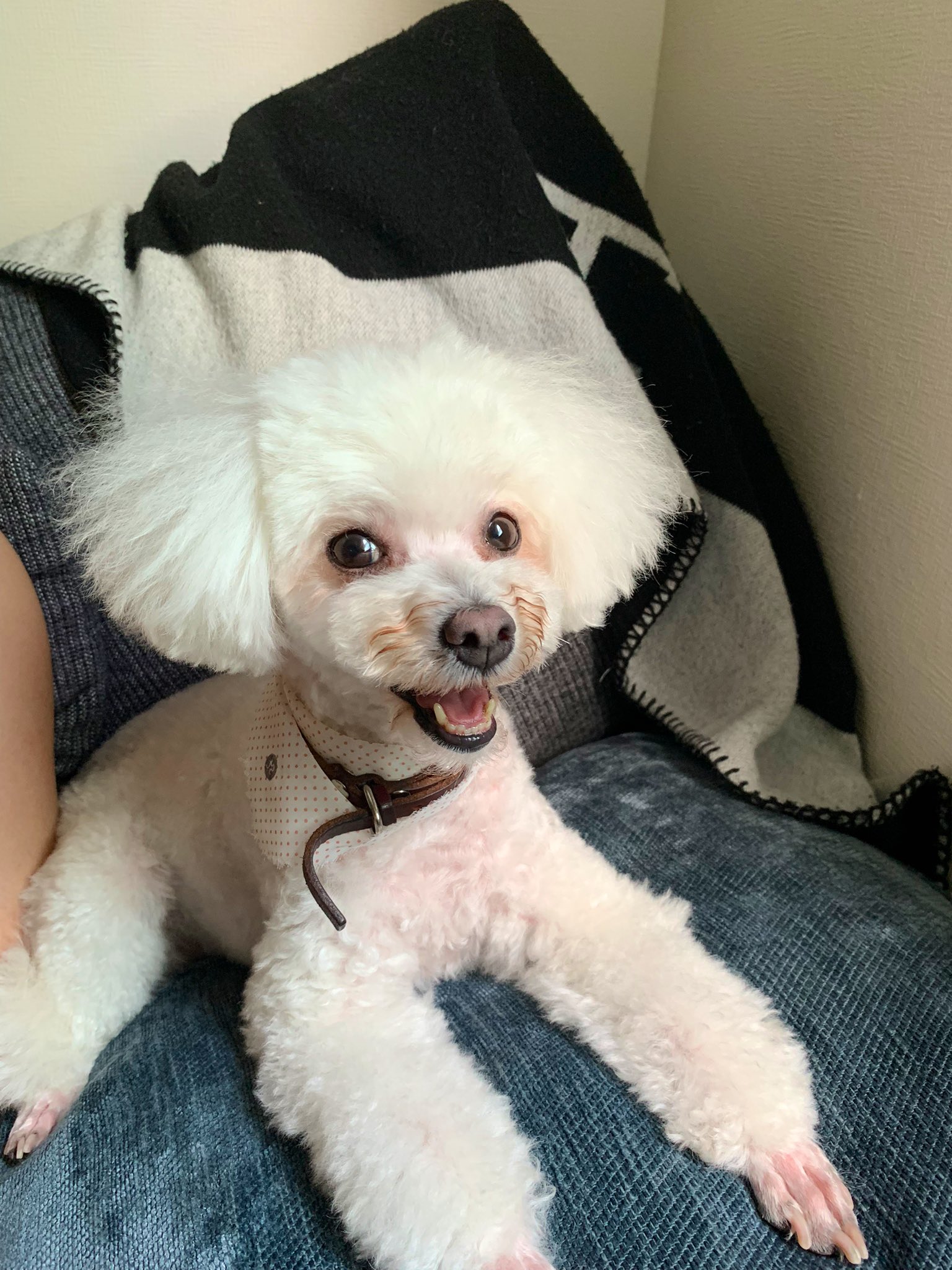 コールイ Al Twitter ボサボサも可愛いしスッキリも可愛いしいつも可愛い 犬好きさんと繋がりたい 犬のいる暮らし 犬好き 犬のいる生活 T Co Dgxpe43mmg Twitter