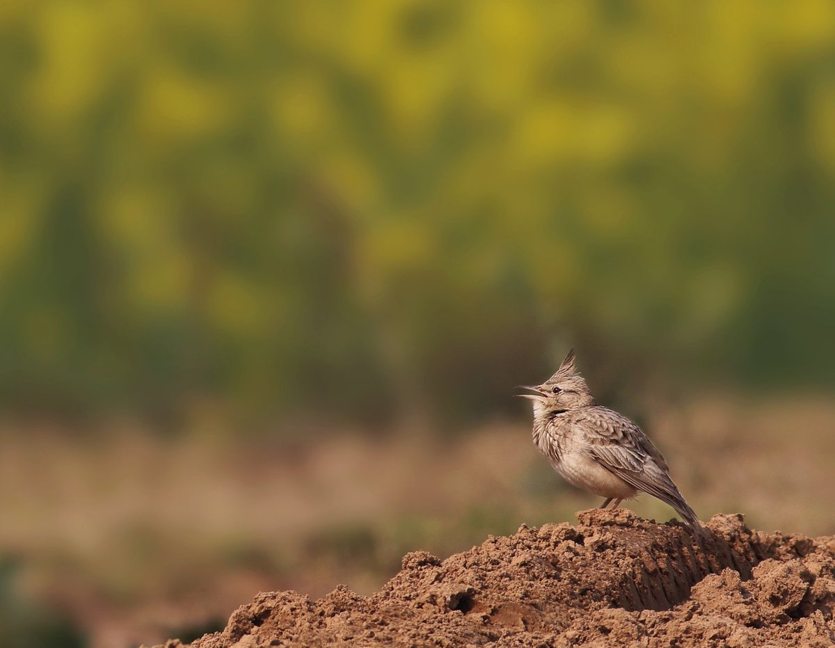 Crested lark for #BrownBirds #BirdsSeenIn2022 #BBCWildlifePOTD #dailypic #birdwatching #IndiAves #birding #birds  #TwitterNatureCommunity @incognito9 @Saket_Badola @ParveenKaswan