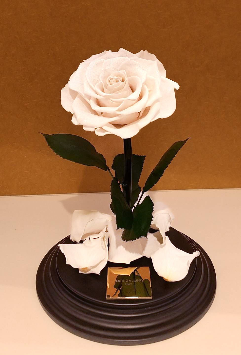 Rose Gallery 新宿髙島屋店です ベルベットのような光沢のある大輪のバラ 凛とした美しさは 芯の強さやエレガントさを彷彿させます 白バラの花言葉は尊敬 年齢や性別にとらわれない 人気のギフトです 薔薇 ギフト T Co Ydnvkecger