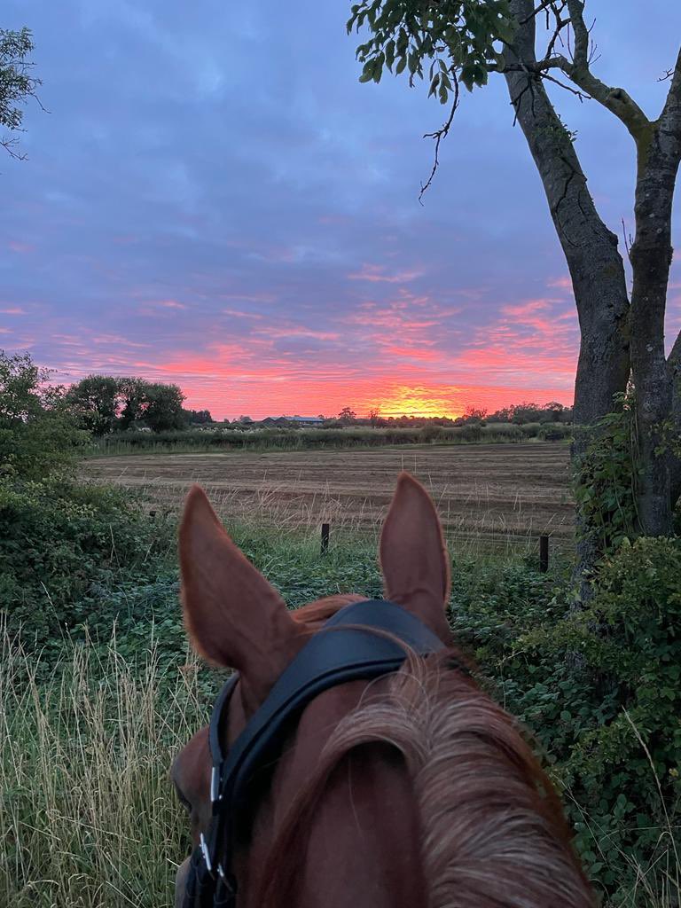 Best view to start into the day with an early morning fitness session on the hills - Through the Ears! 🧡

#ThroughTheEars #MorningRide #BestStartIntoTheDay #GingerUnicorn