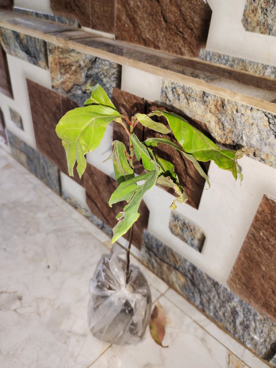 SumitPatil7771's tweet photo. I'm buying a live plant from flipkart plus F assured product.And the seller has no return policy. The seller sent a tree bent to kill. Customer support said that there was no return and refund policy. Req refund my money ASAP
@flipkartsupport @Flipkart #Flipkart #FlightWithUs https://t.co/E3RnczkGD8