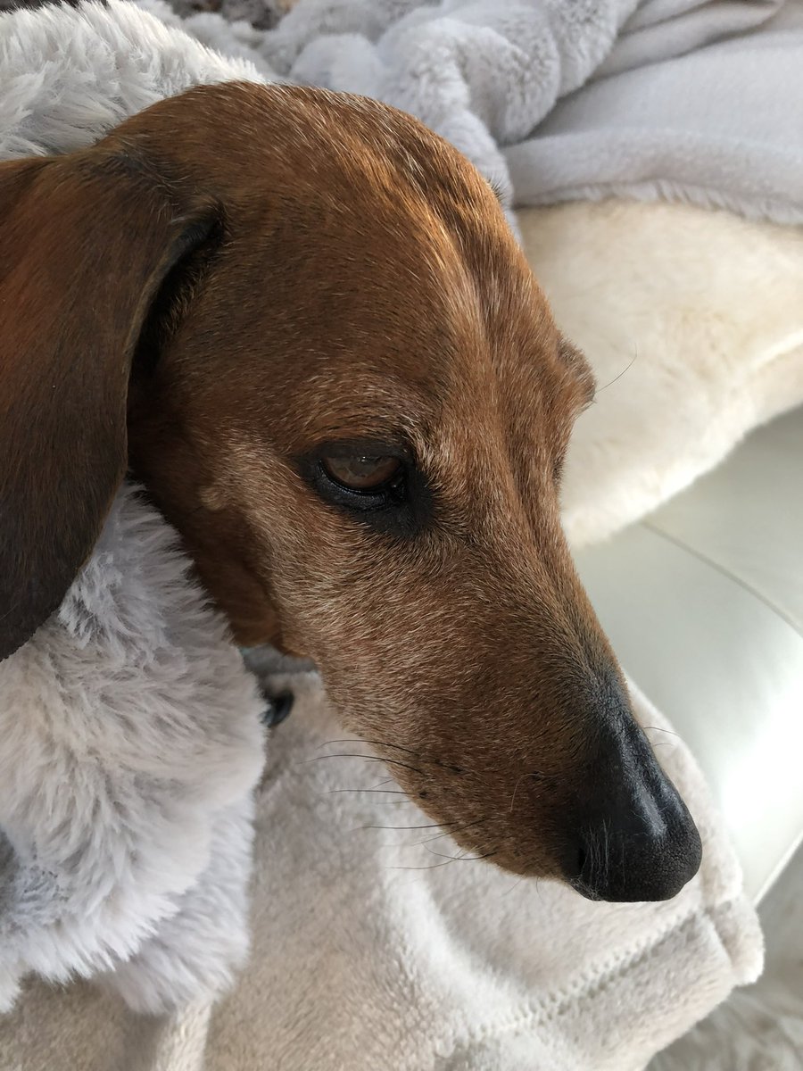 EduSum's tweet photo. My pawfect, old and a bit sick little dude. Days of resting in the sun and the couch. Best dog ๐ญ๐พ #sausagedogsofDOE https://t.co/2gx4yyvij2