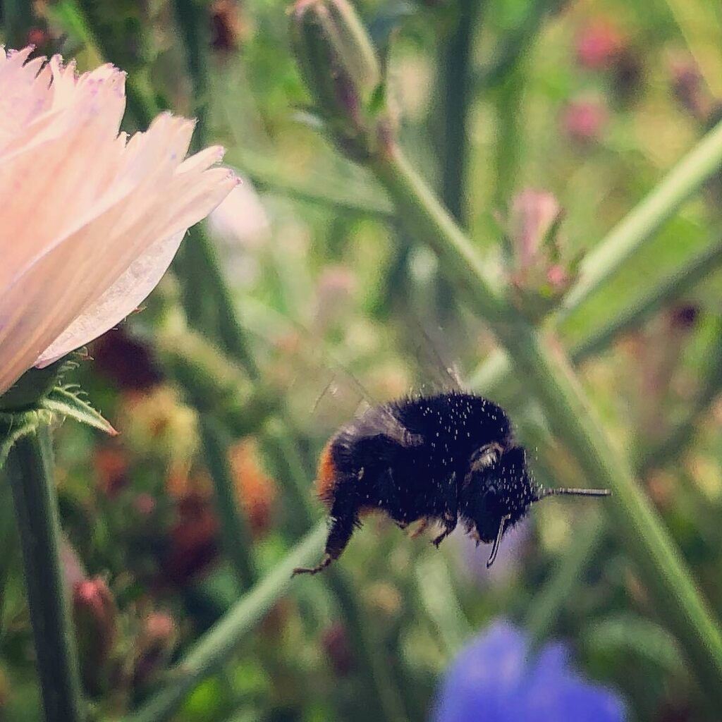 wonderczech's tweet photo. Meet this beautiful hardworking teddy-bee.. I mean bumblebee. 🐝 #praguewalks #czechia  #nature #iPhone8 https://t.co/BHwsOGb3gh https://t.co/Xs8FvrKRNS