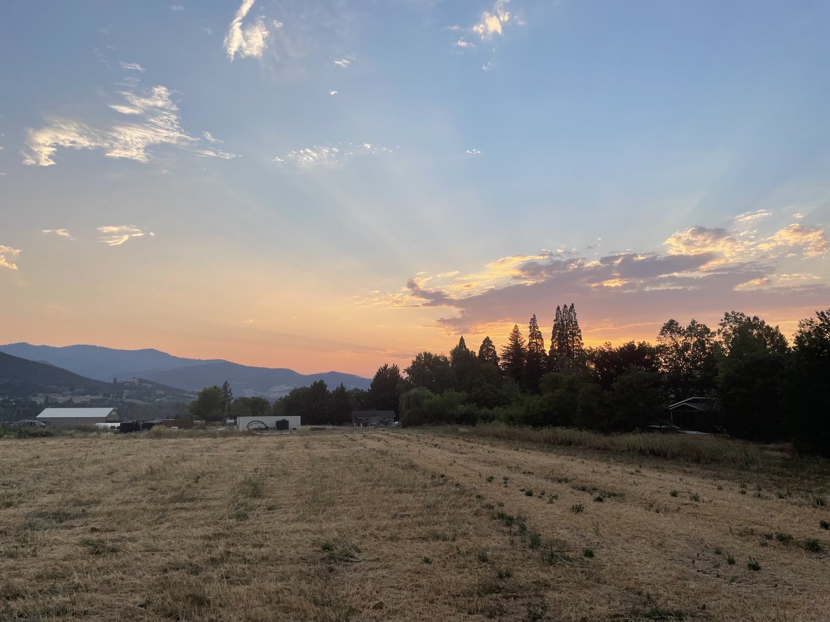 The back yard