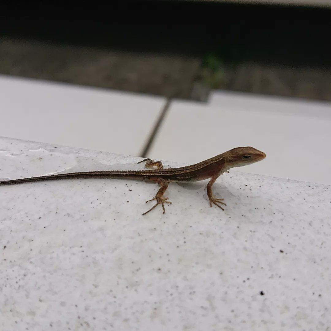 朝、玄関先に小さな訪問者が(笑)
#かなへび #ちっさ #可愛いと思ったらRT