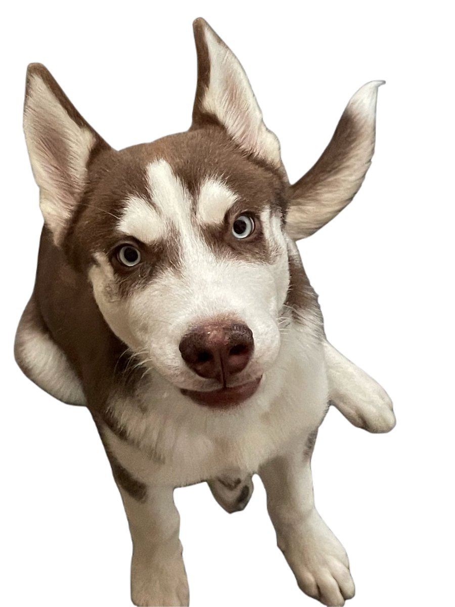 BobbyTooIs's tweet image. Png dog fo the day