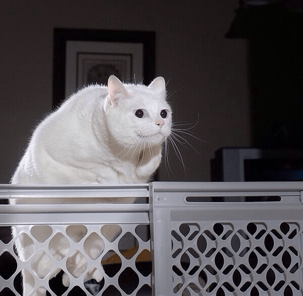 DontShowYourCat's tweet photo. so unbelievably majestic https://t.co/cVV4oaI2C7