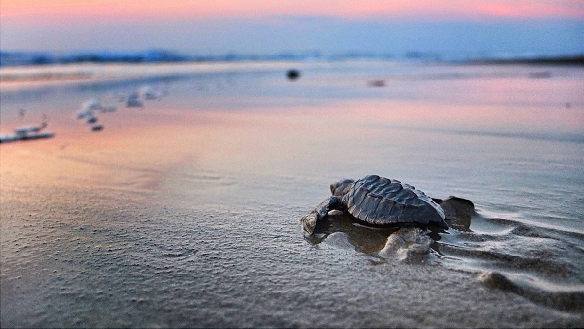 ViajayVuela_MX's tweet photo. Disfruta de todas las actividades por hacer en #Sayulita
👉1. Aprende a surfear
👉2. Escala el Cerro del Mono
👉3. Haz paddleboard
👉4. Libera tortugas
👉5. Observa el salto de las ballenas jorobadas.
@ menciona a tu #amigofiel de aventuras
#mexico #viajayvuela https://t.co/9OCQmanfLV