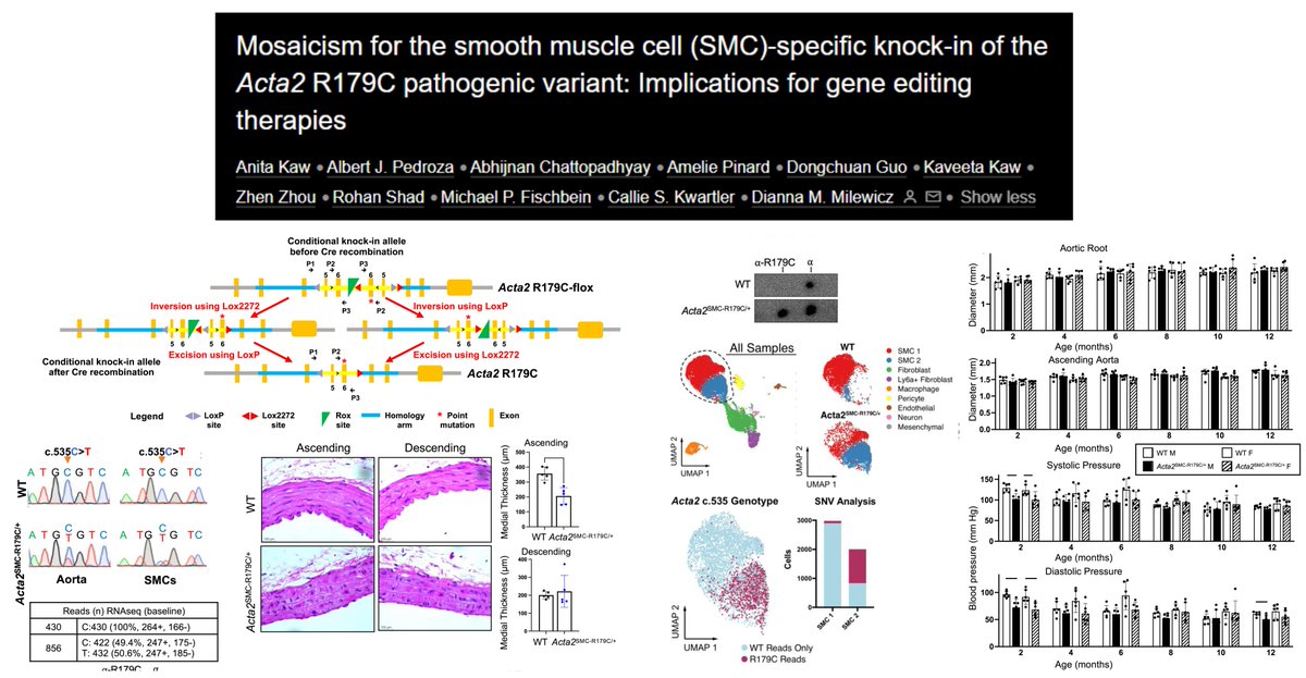 HaoYin20's tweet photo. 🐭#SmoothMuscleCell heterozygous KnockIn of Acta2 R179C mutant, a pathogenic mutant of #MultisystemicSmoothMuscleDysfunctionSyndrome
~2/3 aortic SMCs KI
No #AorticDilation by 12-mo
BUT 👀the crazy SMC disarray!
Dr. Dianna Milewicz lab @JMCCardiology 2022
https://t.co/990S2Y7rxL https://t.co/663RpMG3R7