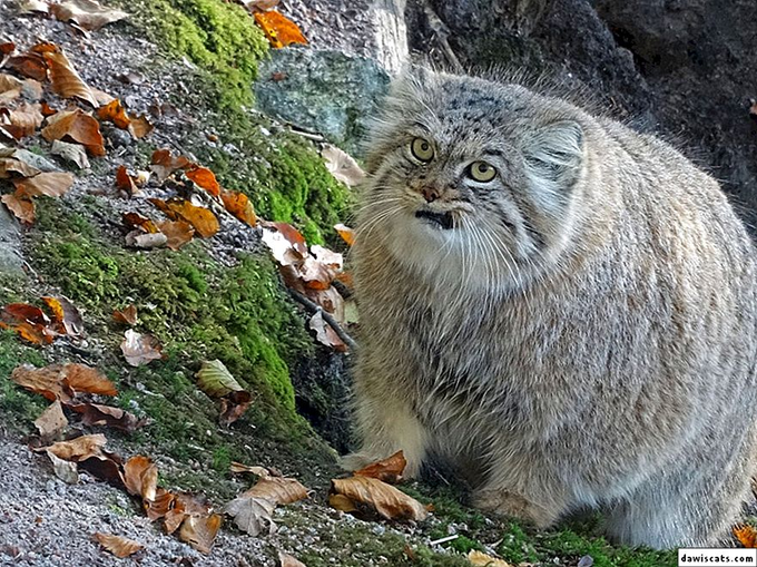 Дикий лесной кот манул. Манул сталкер. Ветеринарная клиника манул кудрово. Манул сайт ветклиника. Камышовый кот манул.