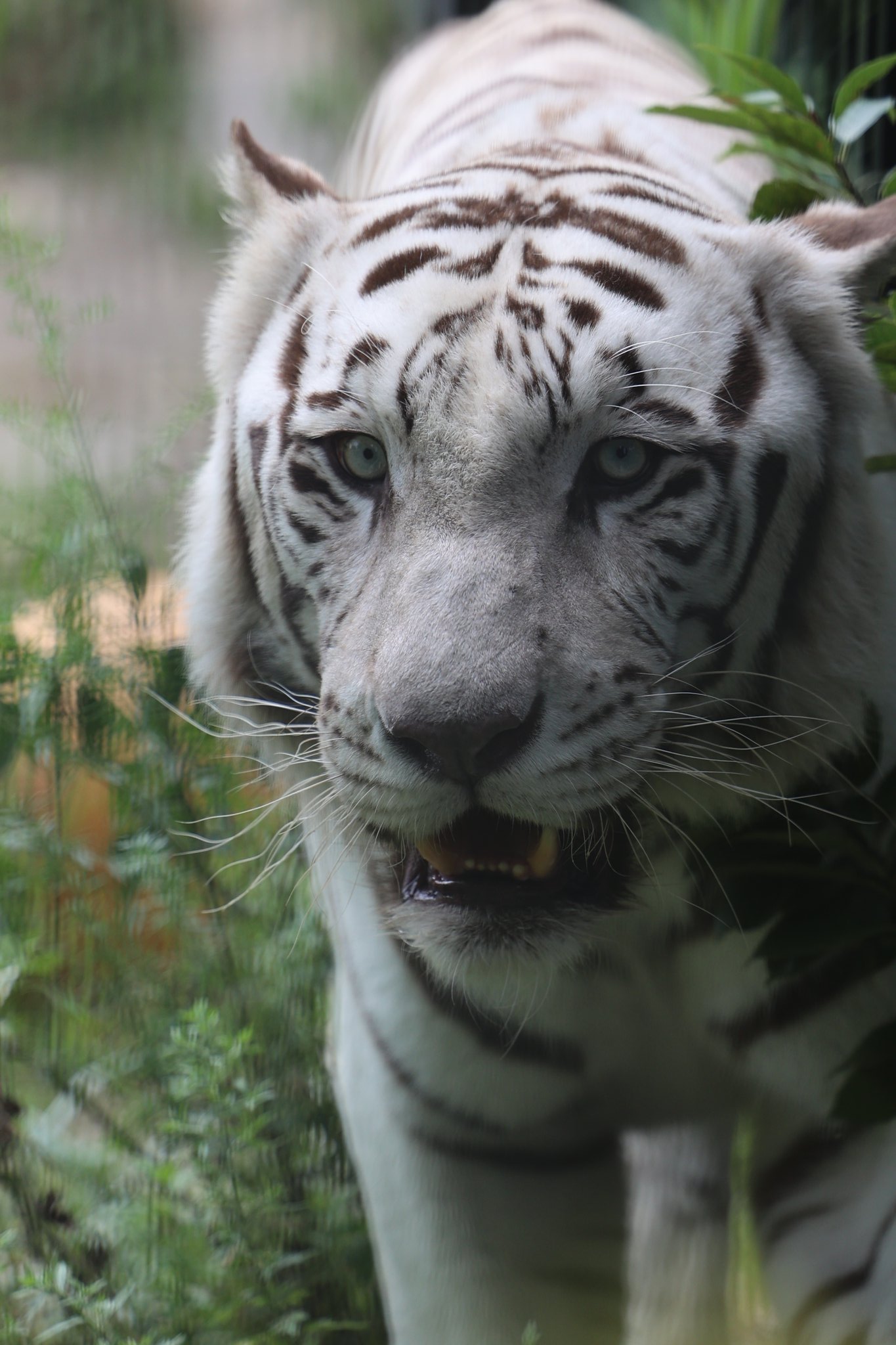 See Rom3 Animal3 S Tweet On Jul 27 22 Twitter