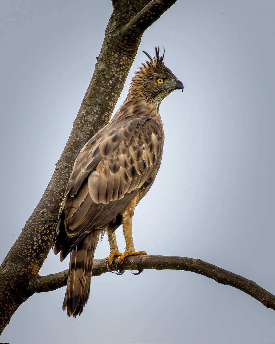 How did I miss posting #BrownBirds here is my submission 🙂 #crestedhawkeagle and yeah my first good shot of a raptor and sighting... apart from the common kites 😁 #IndiAves #birdwatching #BirdTwitter #birdphotography #BirdsSeenIn2022 #BBCWildlifePOTD