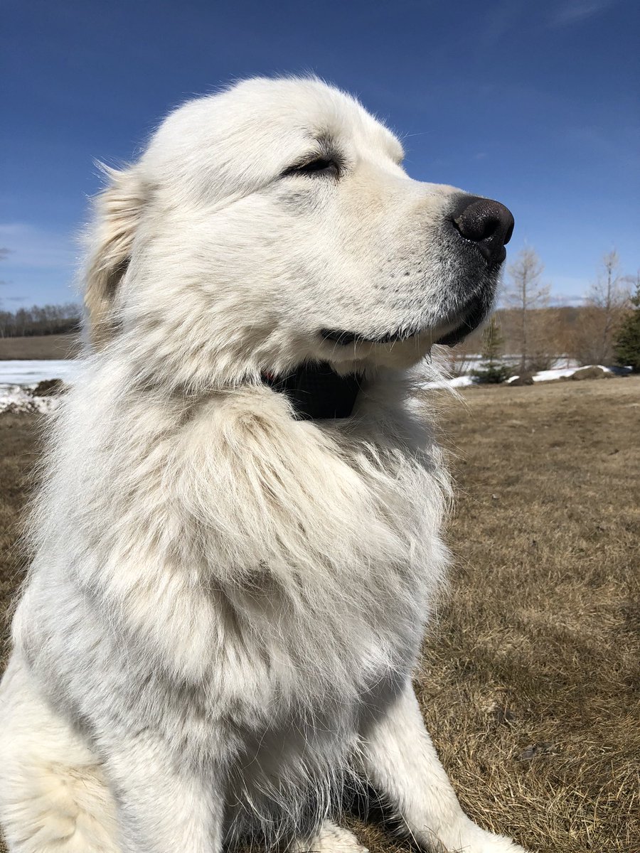 Go dog go! Where is he?? Field testing our @beesecureyxe #LoRaWAN LYNX pet / bike GPS tracker again, inventory finally arrived last week! Results are excellent. We are now shipping preorders for @helium network use worldwide. Order online at beesecure.ca